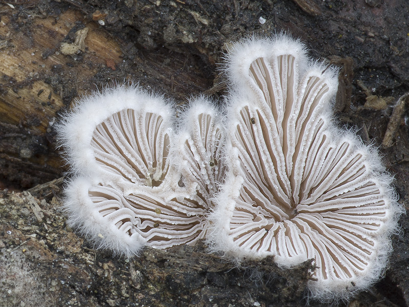 Schizophyllum commune